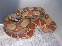 redph&hogs 004.jpg