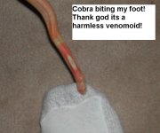venomoid1.jpg