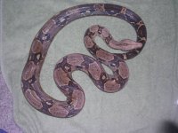 new male res 002.jpg