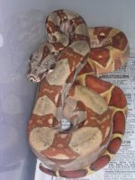 redph&hogs 014.jpg