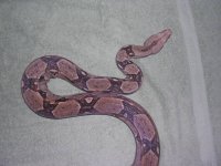 new male res 001.jpg