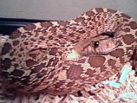 Bullsnakefemale2.jpg
