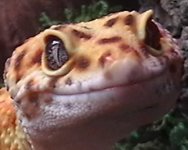 macromale.jpg