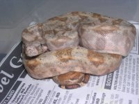 redph&hogs 021.jpg