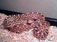 Bullsnakefemale3.jpg