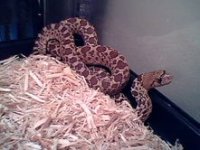 Bullsnakefemale5.jpg