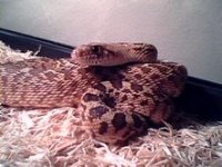 Bullsnakefemale.jpg