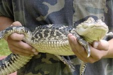 gator.jpg
