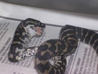 B15 & New Boa 003.jpg
