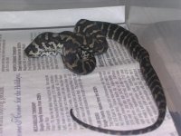 B15 & New Boa 001.jpg