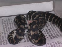 B15 & New Boa 002.jpg
