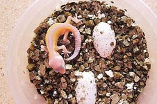 revstripealbino2.jpg