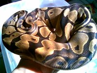 Goldie1.jpg