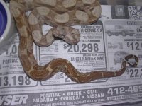 hog tail 002.jpg