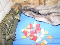 skink_pic_1.JPG