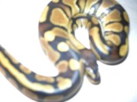 jason king pastel 2.jpg