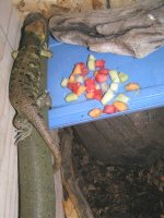 Skink_pic_2.JPG