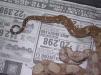 hog tail 001.jpg
