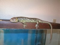 Skink_pic_7.JPG