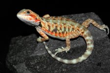 translucent tiger 65.jpg