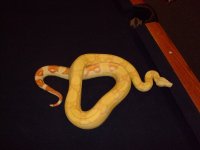 snakes 045.jpg