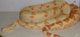 snakes 200.jpg