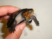 2RedCheek001.jpg