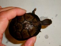 2RedCheek003.jpg