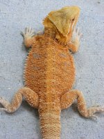 Prange Hypo.jpg