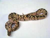 ball bythons for sale 005.jpg