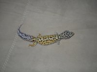 Geckos 044.jpg Geckos 044.jpg
