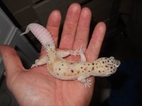 Geckos 037.jpg Geckos 037.jpg