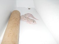 Geckos 034.jpg Geckos 034.jpg