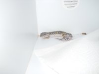 Geckos 035.jpg Geckos 035.jpg