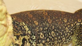IMG_0052.jpg