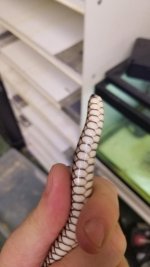 thumbnail (1).jpg