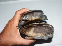 Reimannipair04.jpg