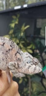 Screenshot_20170819-121631.jpg