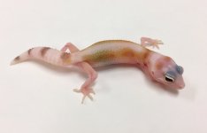 RAPTOR WY STRIPE.jpg