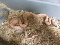 arabalbino.jpg