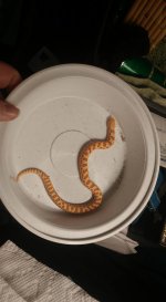 dorsal.jpg