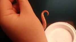 tail.jpg
