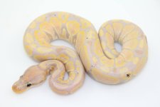 Banana Female $375.jpg