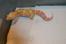 rainwater wy snow female.jpg