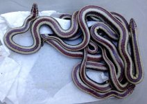 cerbat 17 litter2.jpg