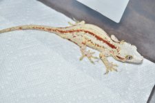 DSC_0336.jpg