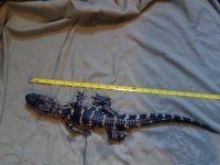 Gator.jpg