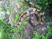 Proven Breeder unnamed light codominant male #125 het form 900 gm $100.00.jpg