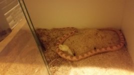 corn snake 1.jpg