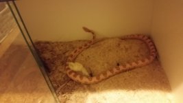 corn snake 2.jpg
